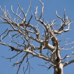  Dead Tree, American West 2011